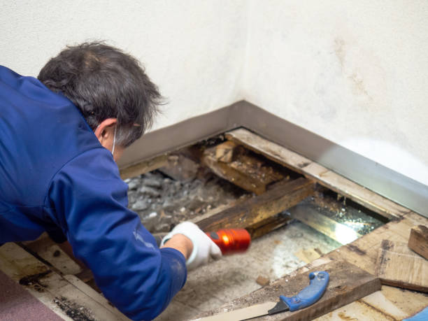 Best Mold Damage Repair  in Huntsville, AL
