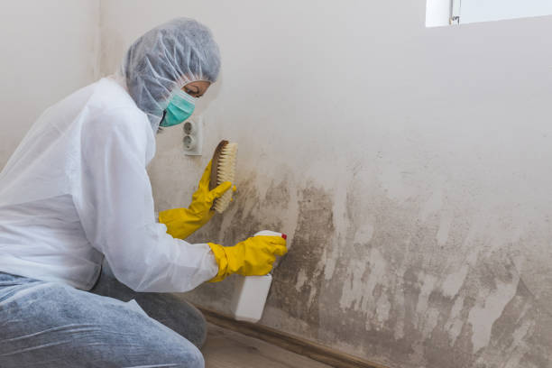 Attic Mold Removal in Huntsville, AL