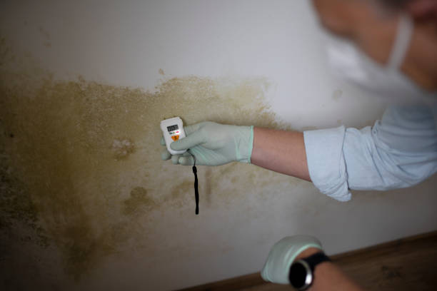 Best Mold Damage Repair  in Huntsville, AL