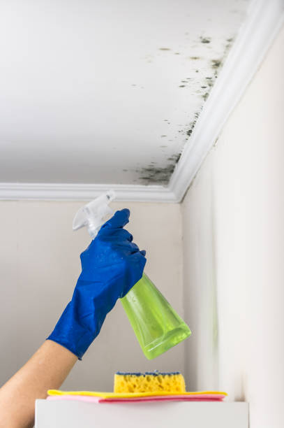 Best Toxic Mold Removal  in Huntsville, AL